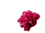 pinkflowercropped