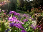 purpleflowers